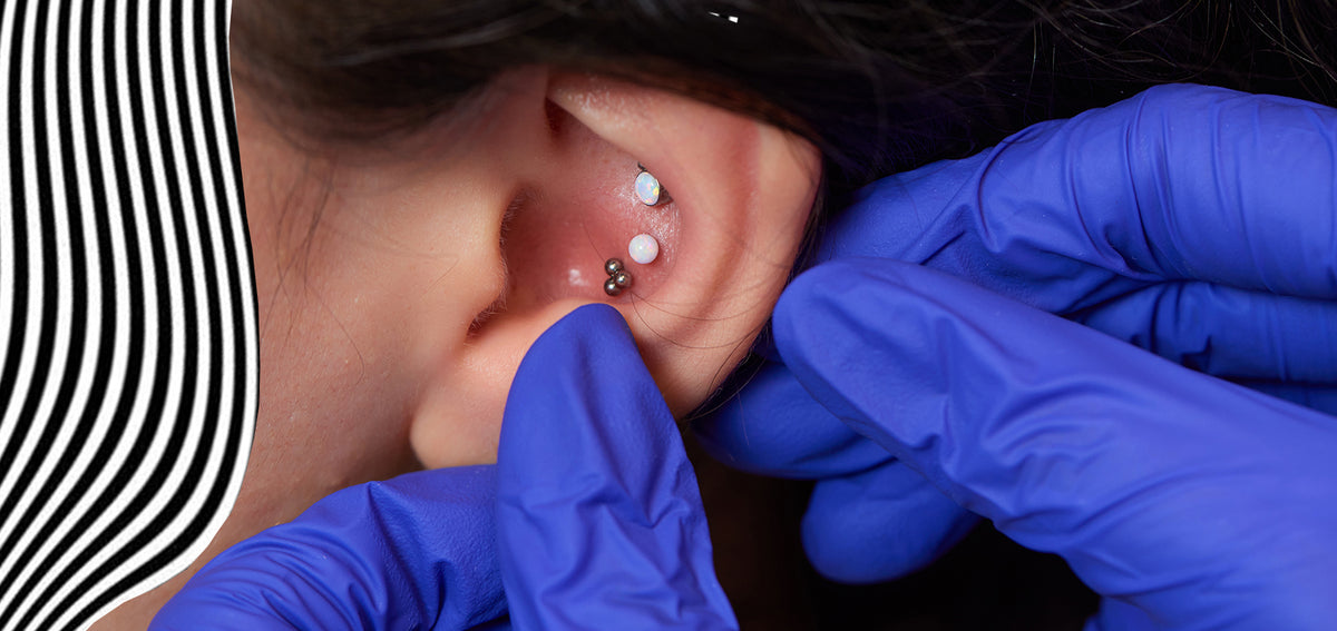 Gloved hands holding an ear to show two white stone studs and a trio bead stud in the conch