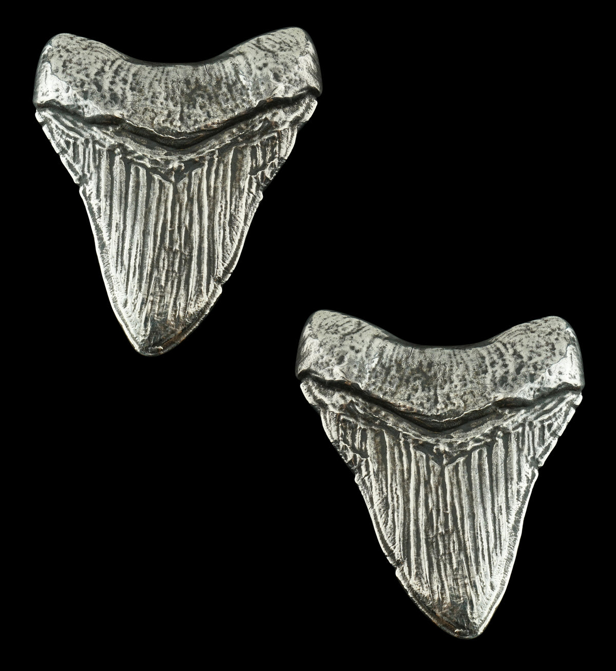 Megalodon White Brass Ear Weights