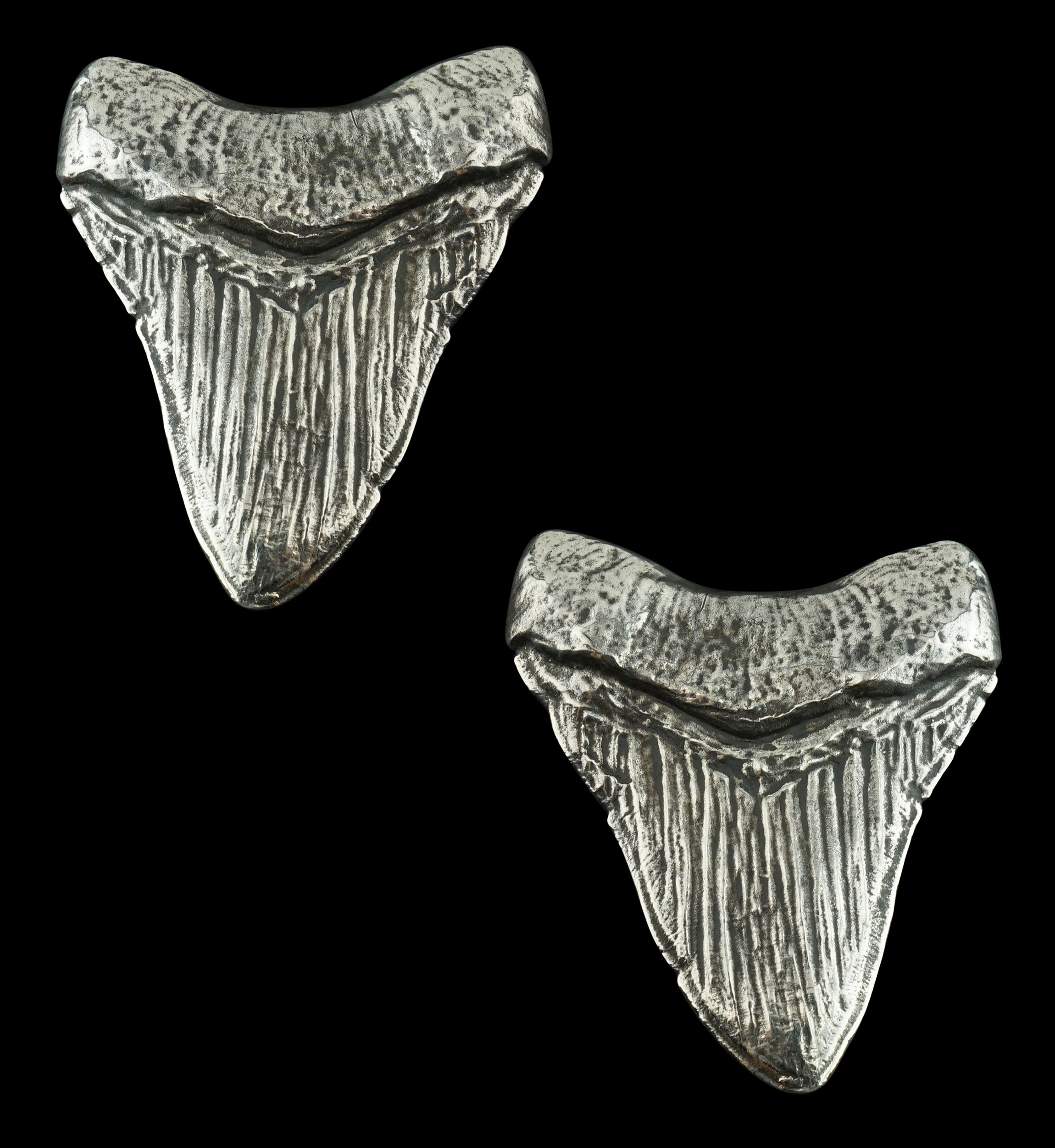 Megalodon White Brass Ear Weights