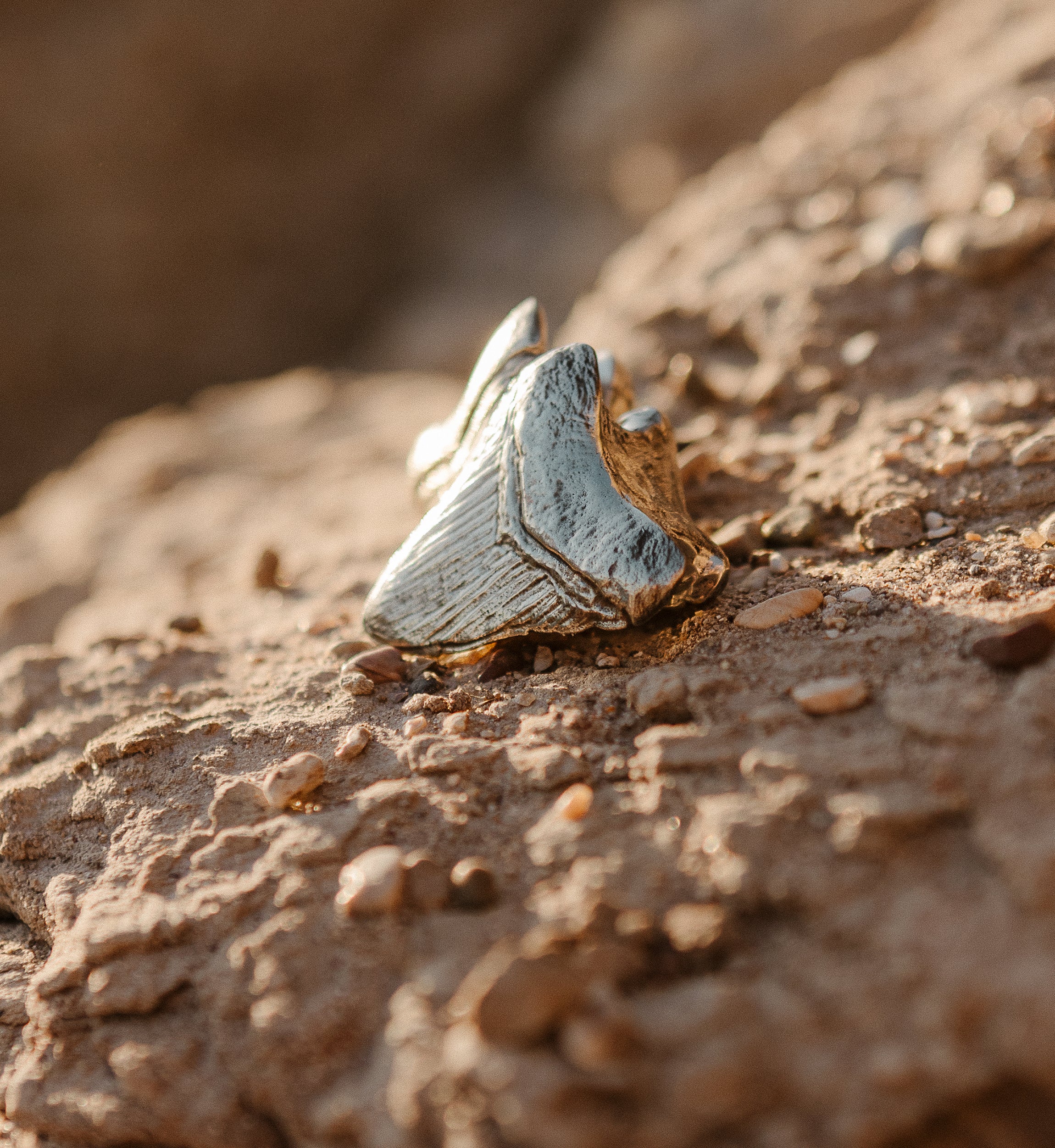 Megalodon Brass Ear Weights